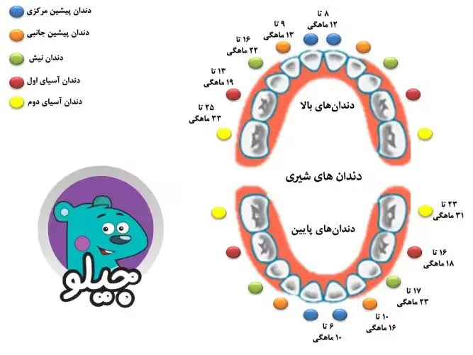 سن رویش دندان ها شیری در کودکان